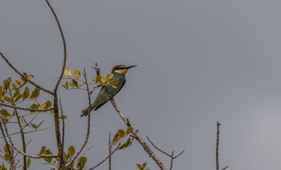 European bee-eater in the branch