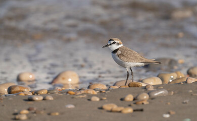 Kentish plover in the wild beach