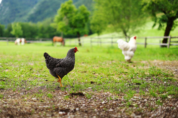 lively chickens on the farm