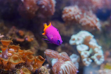 A photo of The royal gramma, also known as the fairy basslet, is a species of fish in the family...
