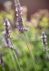 Lavender (Lavandula) bunch of flowers in bloom on a blurred green background, selective and soft focus. Field of purple summer flowers in evening back light.