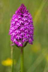 Obraz premium Pyramidal Orchid (Anacamptis pyramidalis) flowering in an arboretum