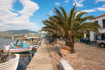 Date Palm (Phoenix dactylifera ) on the quay side in the harbour of Skala Kalloni, Lesbos, Greece