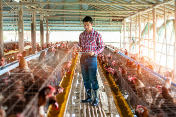 A farmer man collecting intel of eegs and chickens on his tablet in front of chickens in the cage...