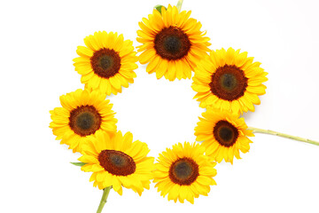 Obraz premium Frame made of beautiful sunflowers on white background
