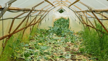 Kohlrabi wilted otten greenhouse foil waste bio discarded organic rot rust mold fungi planting...