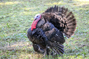 Male wild turkey feather making a fan tail strutting across the field High quality photo