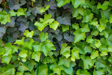 Background of the green leaves in summer time.