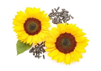 Beautiful sunflowers and seeds on white background