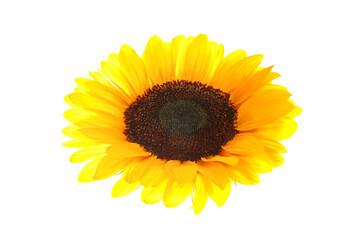 Obraz premium Flying sunflower on white background