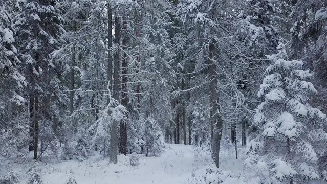 Drone flight in an endless boreal spruce forest in winter. Early and cold winter morning with a snowy forest. Spruce trees covered with white fluffy snow. European nature in deep winter..