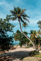 Obraz na płótnie Canvas Palmera en la playa caribeña
