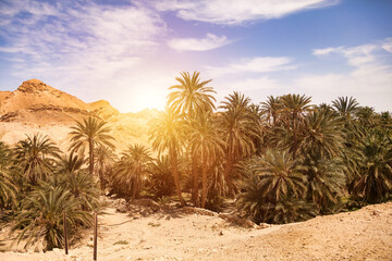 Amazing landscape of Chebika mountain oasis in Sahara desert with palm trees, summertime day....