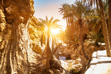Amazing landscape of Chebika mountain oasis in Sahara desert with palm trees, sunny day. Scenic...