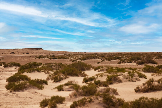 Landscape photography of desert hills with sand, vegetation and blue sky. View of expenses of Sahara desert sunny day, sand dunes and stones, Sahara, Tozeur city, Tunisia, Africa. Copy ad text space