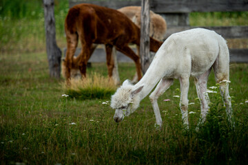 Beautiful alpaca grazing on the farm © Leszek