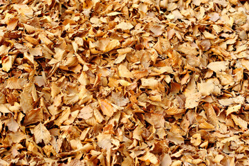 Autumn yellow leaves background. View of dry golden fallen leaves. Texture.