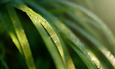 Dew drops on fresh green grass in the early sunny morning.