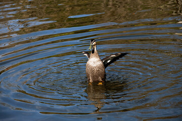 Pacific Black Duck, Sydney, Australia
