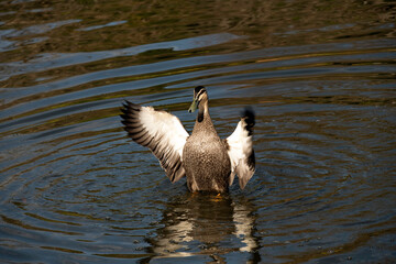 Pacific Black Duck, Sydney, Australia