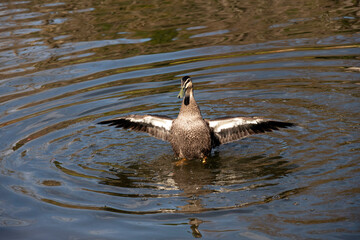 Pacific Black Duck, Sydney, Australia