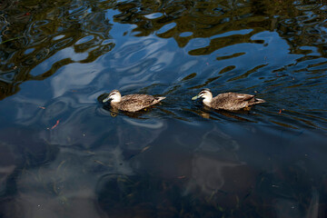 Pacific Black Duck, Sydney, Australia