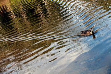 Pacific Black Duck, Sydney, Australia