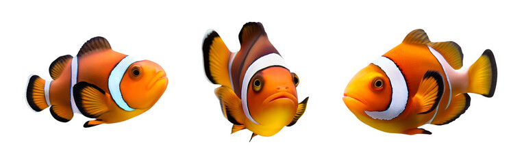 clownfish set isolated on transparent background created with Generative AI technology
