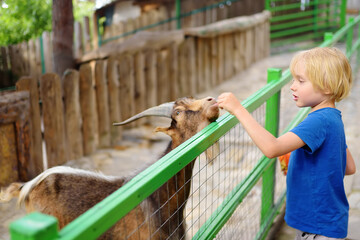 Little boy feeding goat. Child at outdoors petting zoo. Kid having fun in farm with animals....