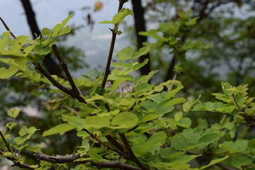 leaves on a branch