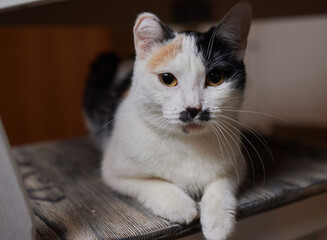 Cat with a face like Adolf Hitler.