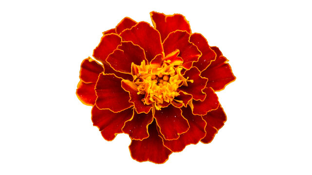 One French marigold orange-red flower isolated on white.