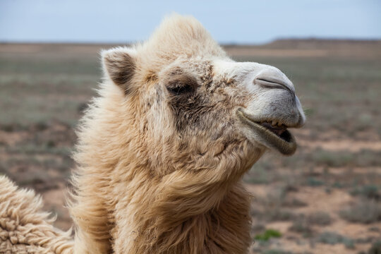 Camel in wild nature in desert. Closeup head photo. Mangystau, Kazakhstan.
