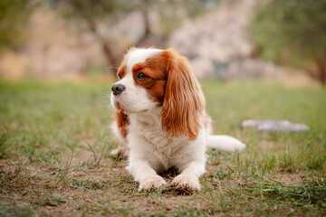 Cute Cavalier King Charles spaniel joyfully walks. Dog lies on the grass. Animal rights