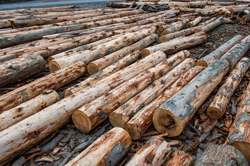 Wooden logs of pine trees in the forest. Tree logs for timber industry.