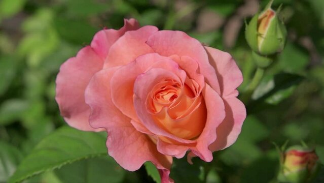 nice pink-apricot  aromatic rose bud  blossom in garden. close up footage. sunny morning