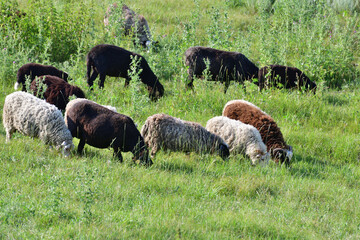 Several sheep graze on a lawn, Russia