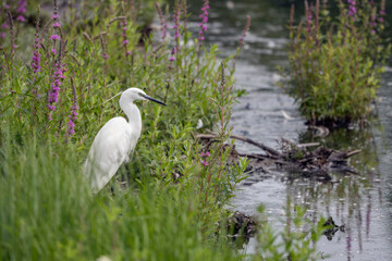 Little Egret sometimes called  white herons