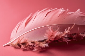 Beautiful pink bird feather isolated on pink background | pink ruffled feather on pink wallpaper