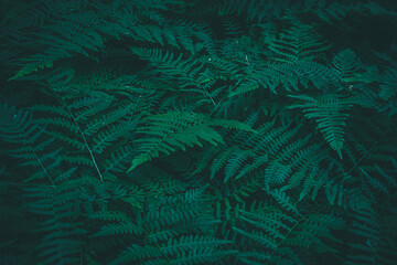 green fern background