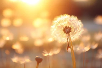 Deurstickers Golden sunset and dandelion © id512