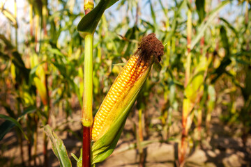 Ripe open cob of corn with grains, on a stalk.