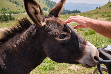 Hand of a man touches the donkey to stroke it. Donkeys graze and beg tourists for food.