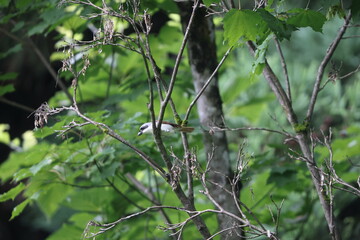 The tiger shrike or thick-billed shrike (Lanius tigrinus) is a small passerine bird which belongs to the genus Lanius in the shrike family, Laniidae. This photo was taken in Japan.