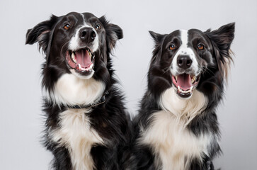 Beautiful happy dog ​​of life. Dog smiling, very happy.
