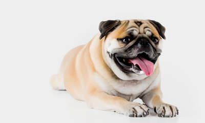 Obraz premium Beautiful happy dog ​​of life. Dog smiling, very happy.