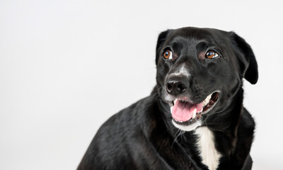Naklejka premium Beautiful happy dog ​​of life. Dog smiling, very happy.