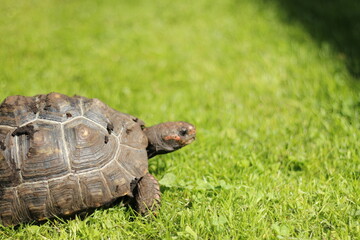 Obraz premium red foot tortoise one of the most common pet tortoises