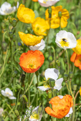 Icelandic poppies (papaver nudicaule) in bloom