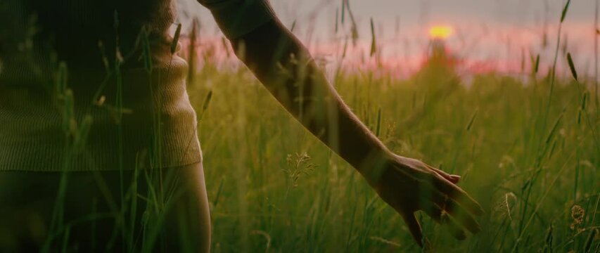 Back view of girl touching ears of high grass in wheat field. Woman enjoying sunset in grasslands.